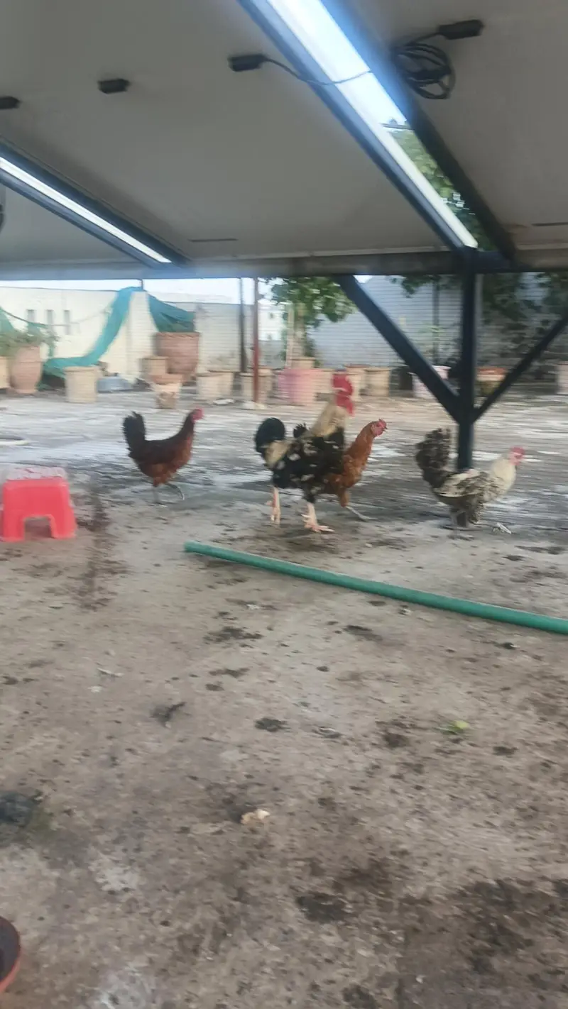 3 hen murghi 1 rooster murgha — photo 3