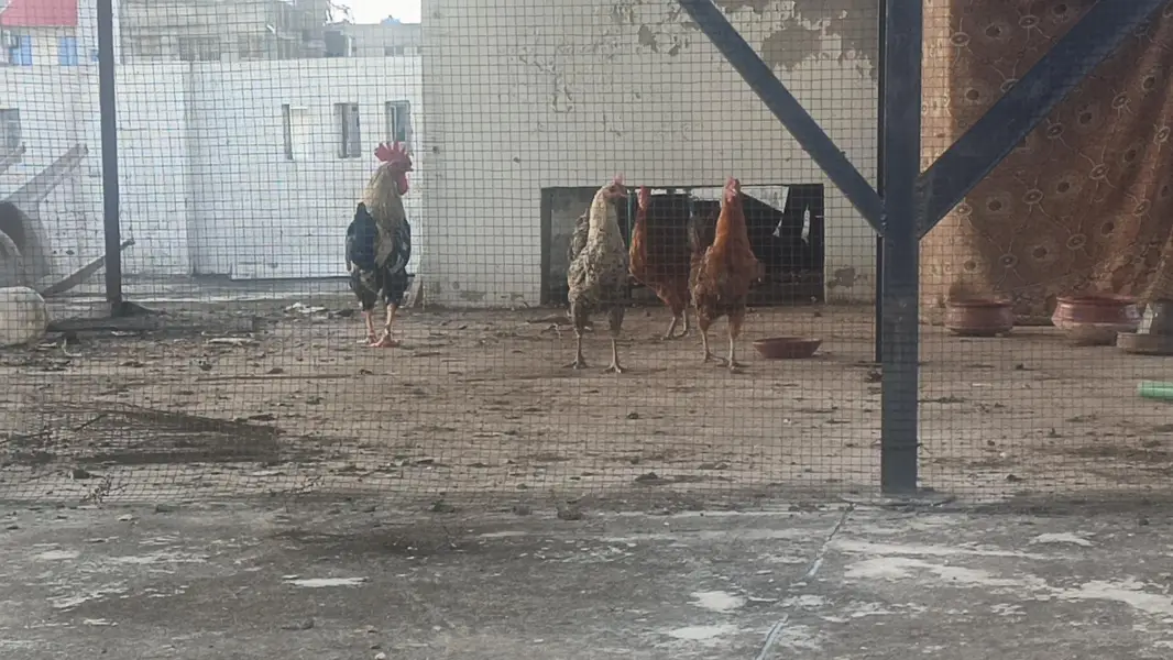 3 hen murghi 1 rooster murgha — photo 4