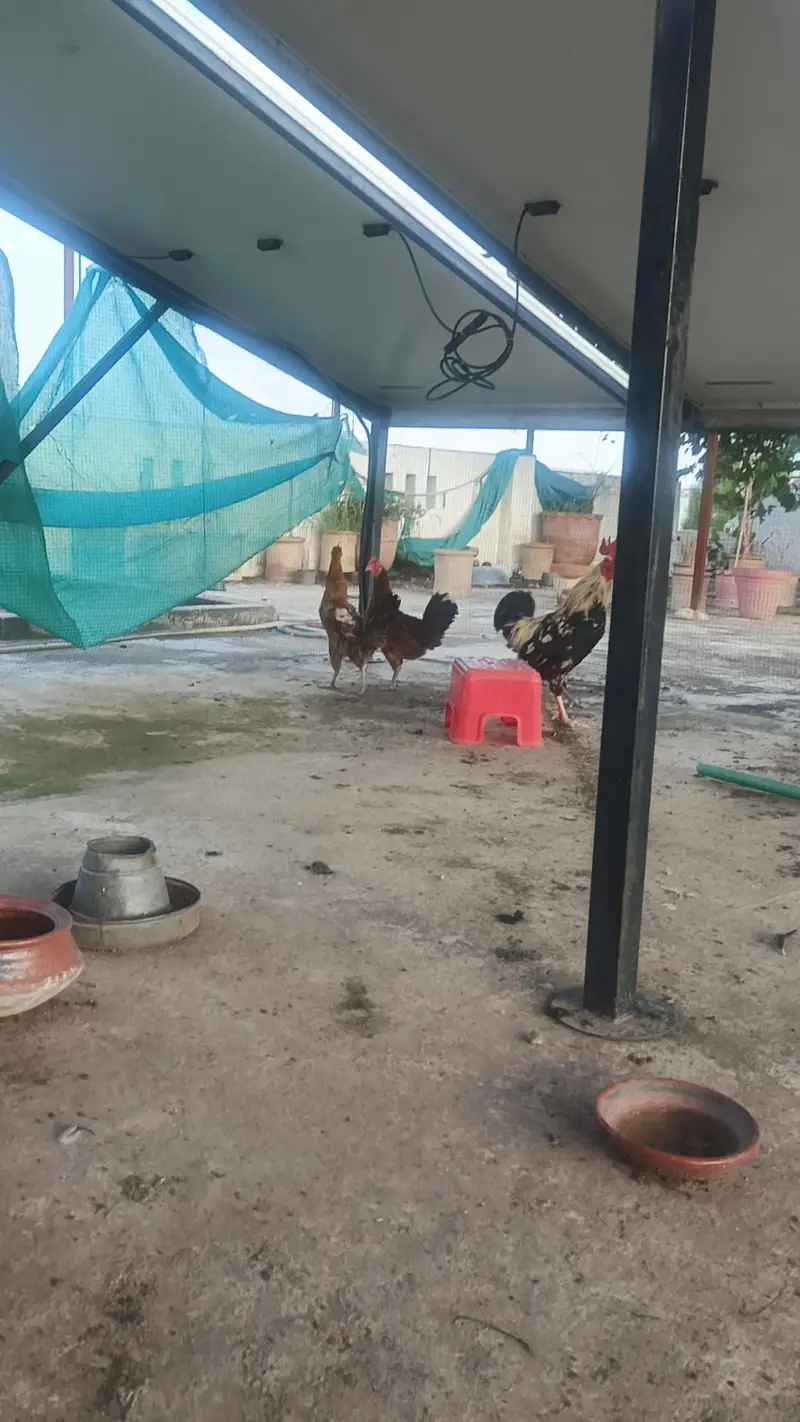 3 hen murghi 1 rooster murgha — photo 5