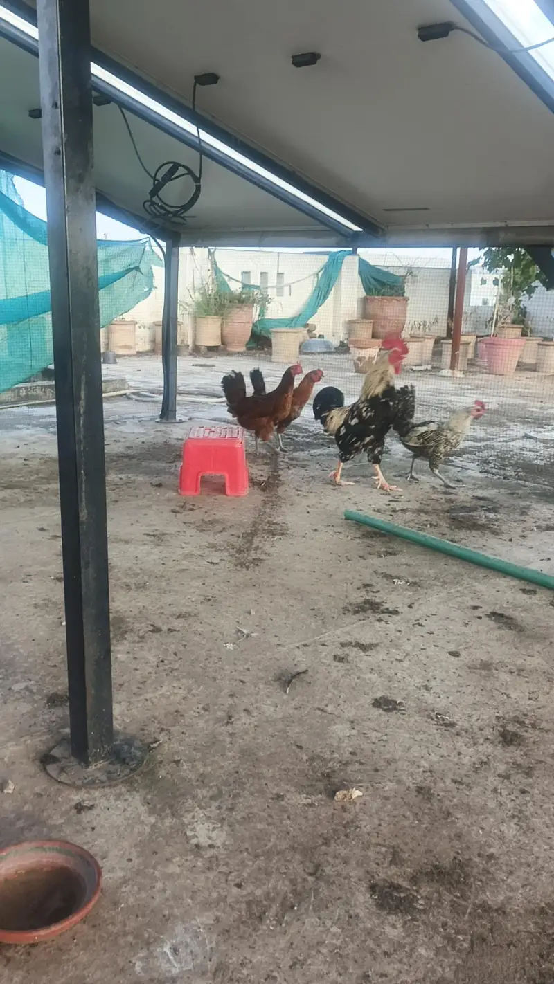 3 hen murghi 1 rooster murgha — photo 6