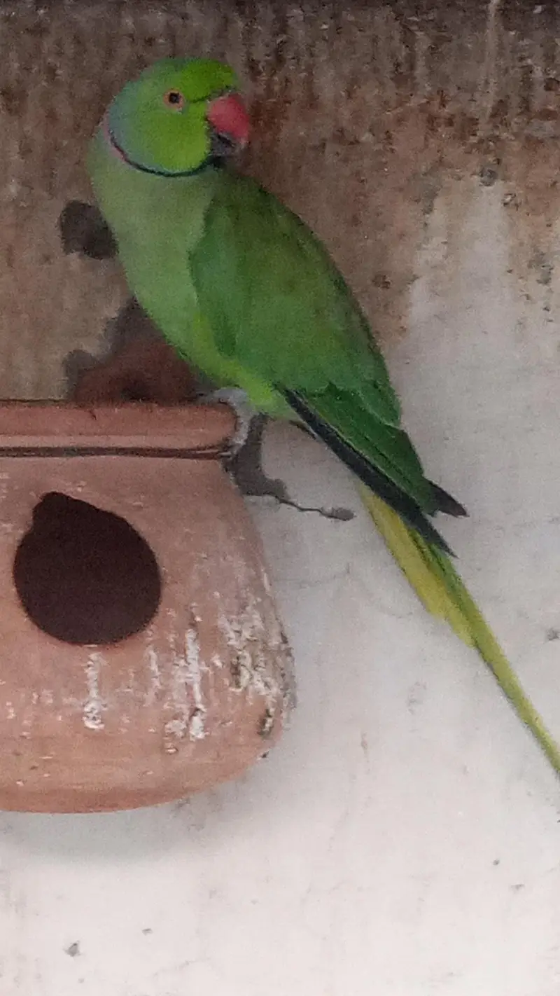 Male Green Parrot & Female Teetar for Sale – Healthy Birds — photo 3