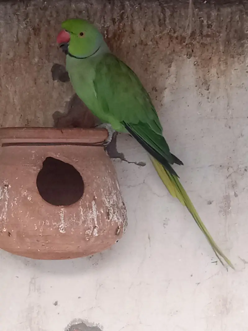 Male Green Parrot & Female Teetar for Sale – Healthy Birds — photo 4