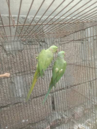 green ringneck male Bareeder for sale