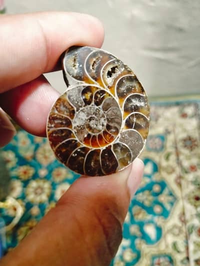 Ammonite fossil for sale stone