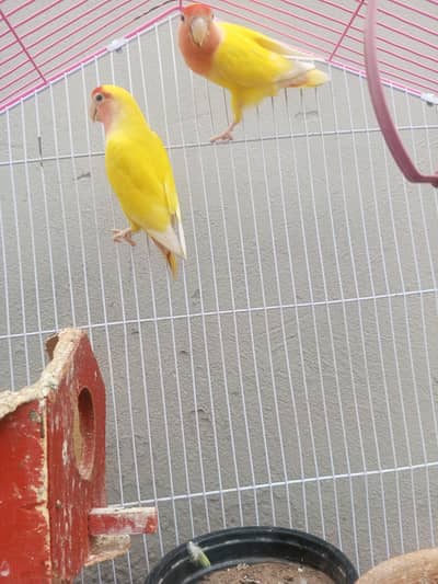 Love birds with cage
