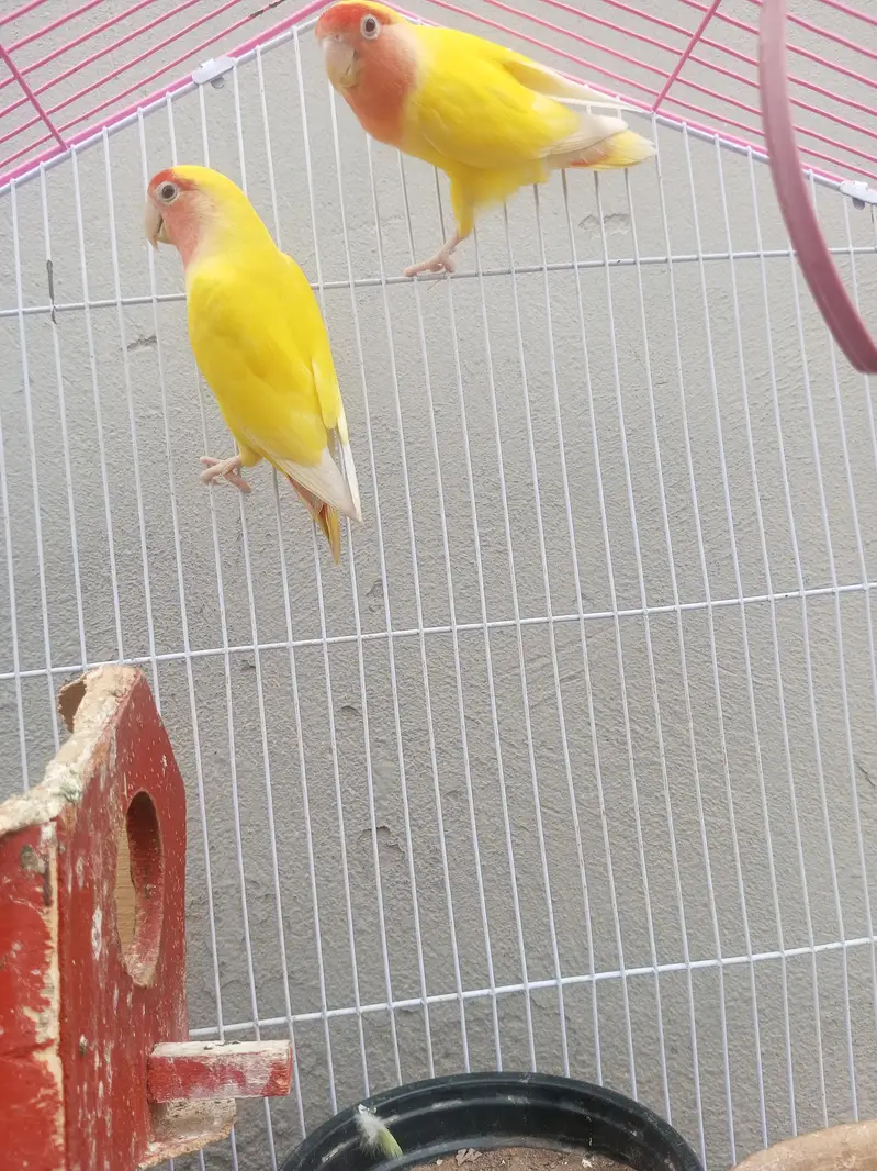 Love birds with cage — photo 2