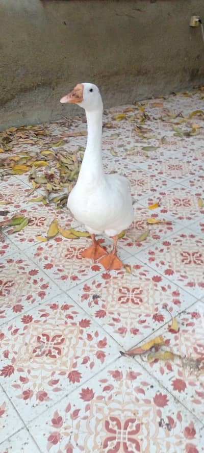 3 pairs of goose's for sale
