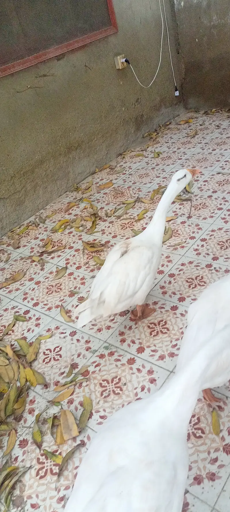 3 pairs of goose's for sale — photo 2