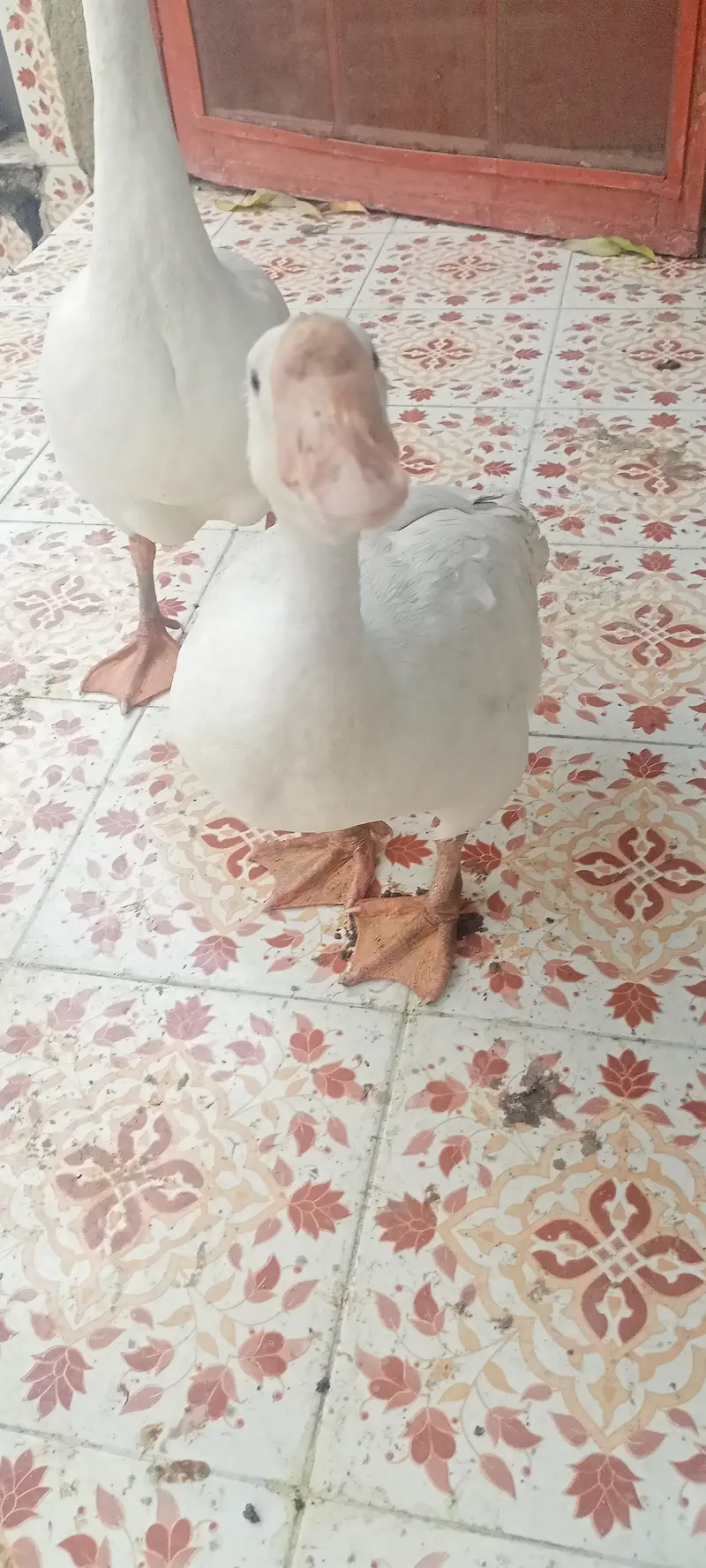 3 pairs of goose's for sale — photo 3