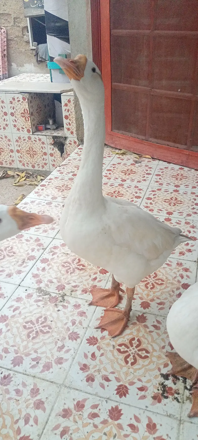 3 pairs of goose's for sale — photo 4