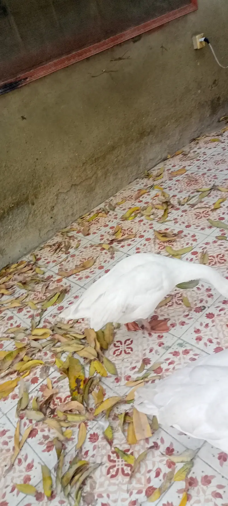 3 pairs of goose's for sale — photo 5