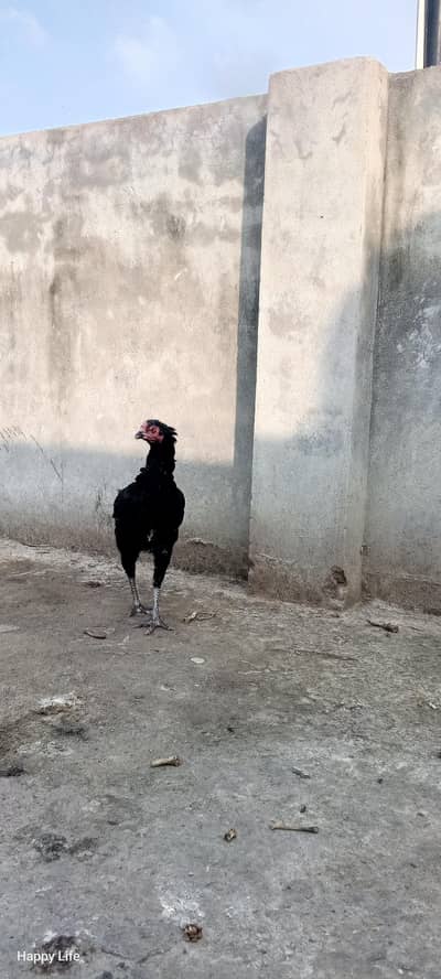 best breed