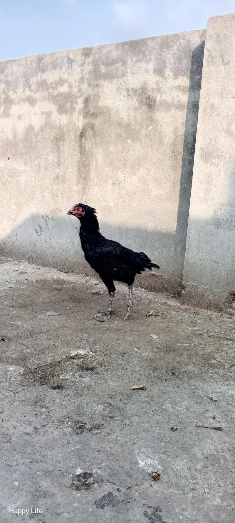 best breed — photo 2