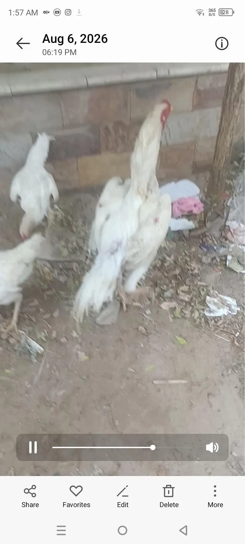 o shamoo king shamoo chicks — photo 2