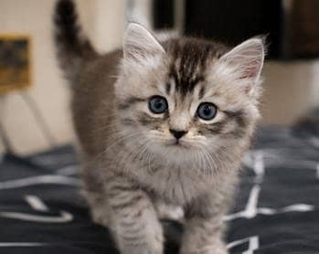 Colour_Black And white |beautiful  Persian Kitten | Healthy & Playful