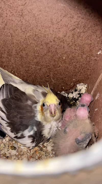 Cockatiel