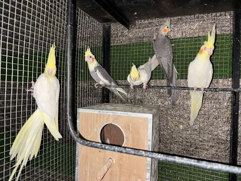 Cockatiel — photo 2