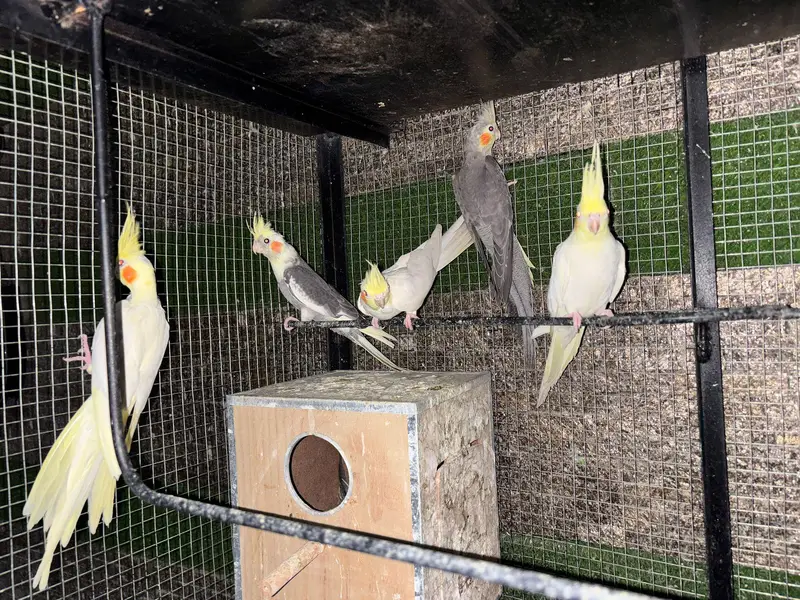 Cockatiel — photo 3