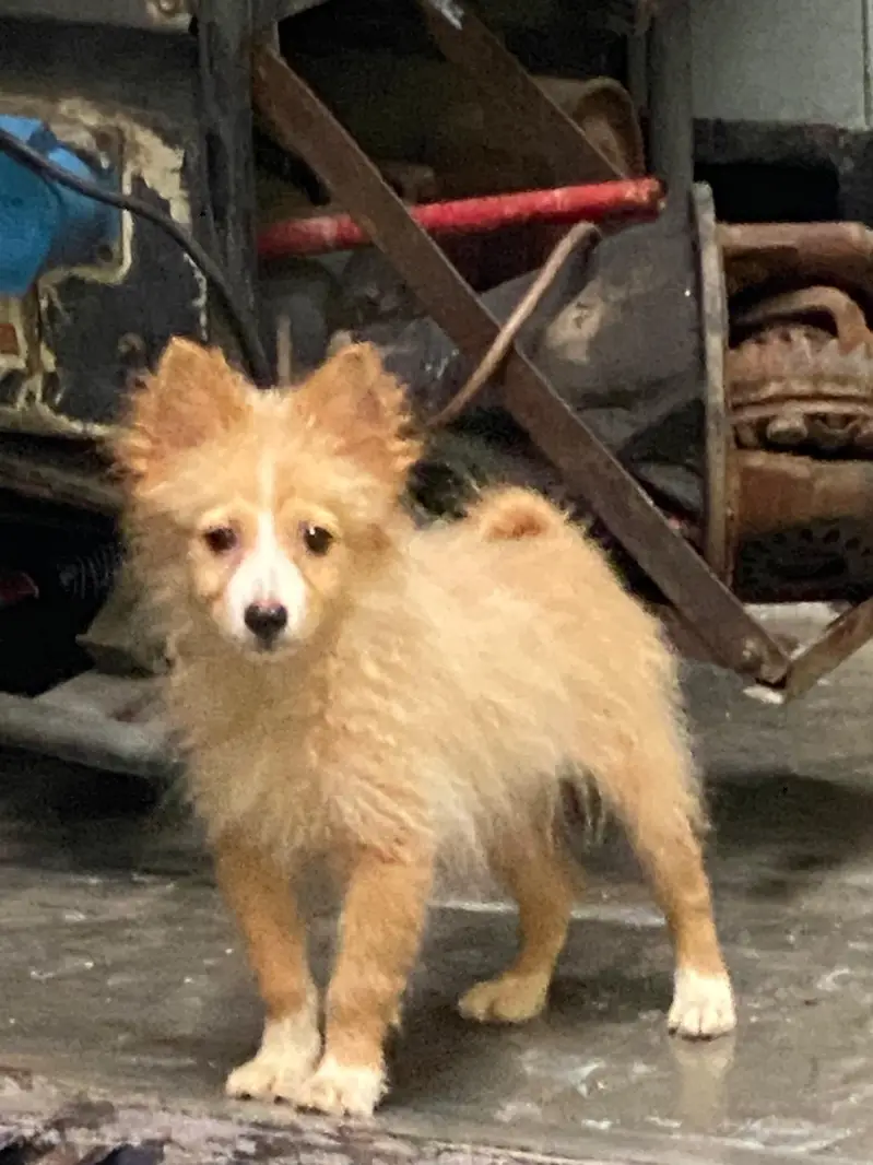 Small size dogs both are males very friendly  0 size toy dog breed