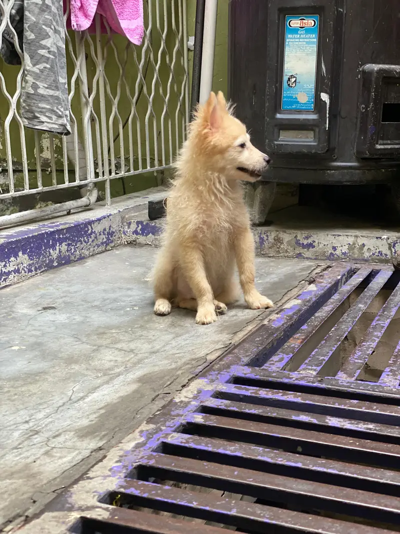 Small size dogs both are males very friendly  0 size toy dog breed — photo 2