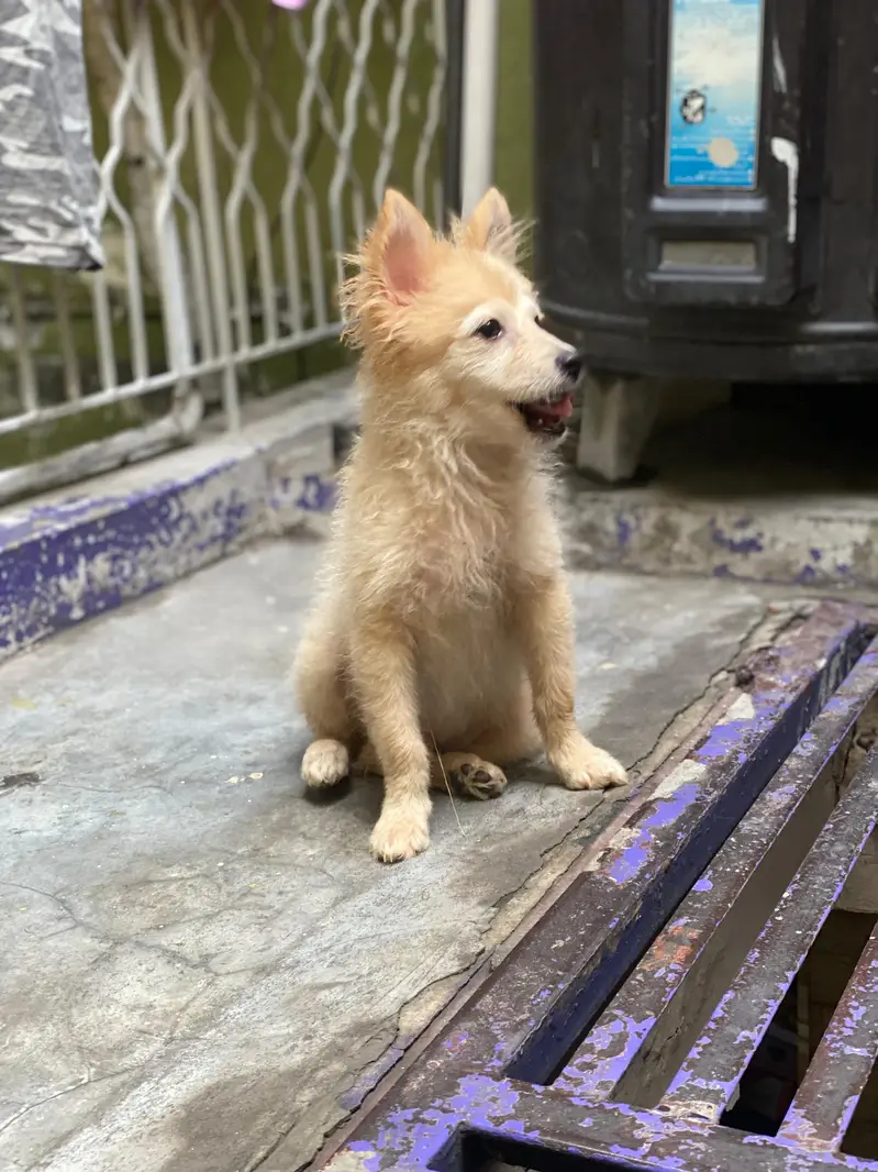 Small size dogs both are males very friendly  0 size toy dog breed — photo 3