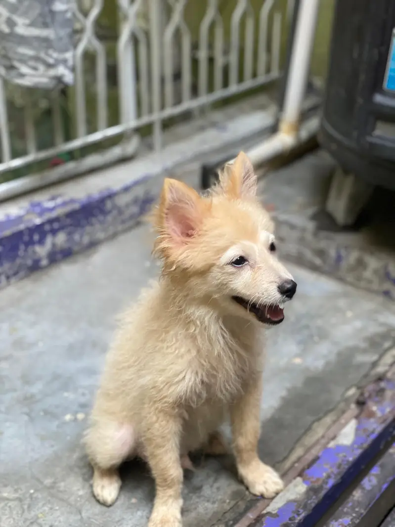 Small size dogs both are males very friendly  0 size toy dog breed — photo 4