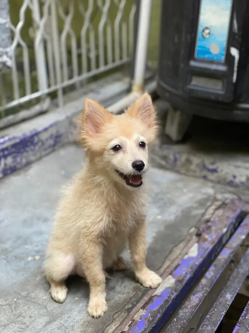 Small size dogs both are males very friendly  0 size toy dog breed — photo 5