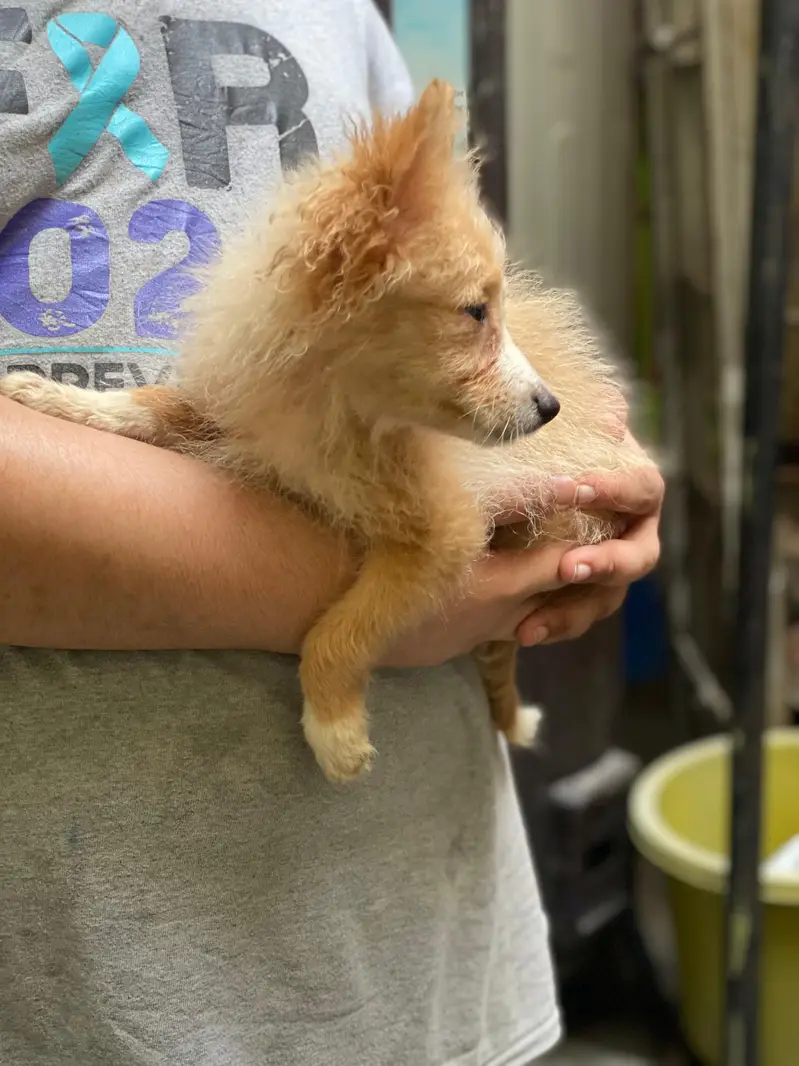 Small size dogs both are males very friendly  0 size toy dog breed — photo 6