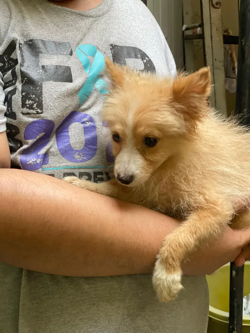 Small size dogs both are males very friendly  0 size toy dog breed — photo 7