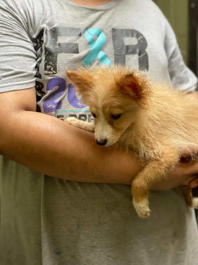 Small size dogs both are males very friendly  0 size toy dog breed — photo 8