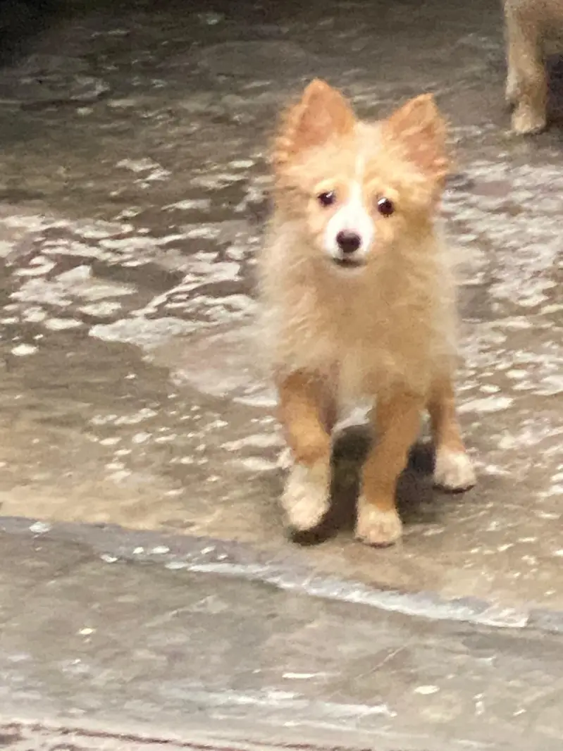 Small size dogs both are males very friendly  0 size toy dog breed — photo 9