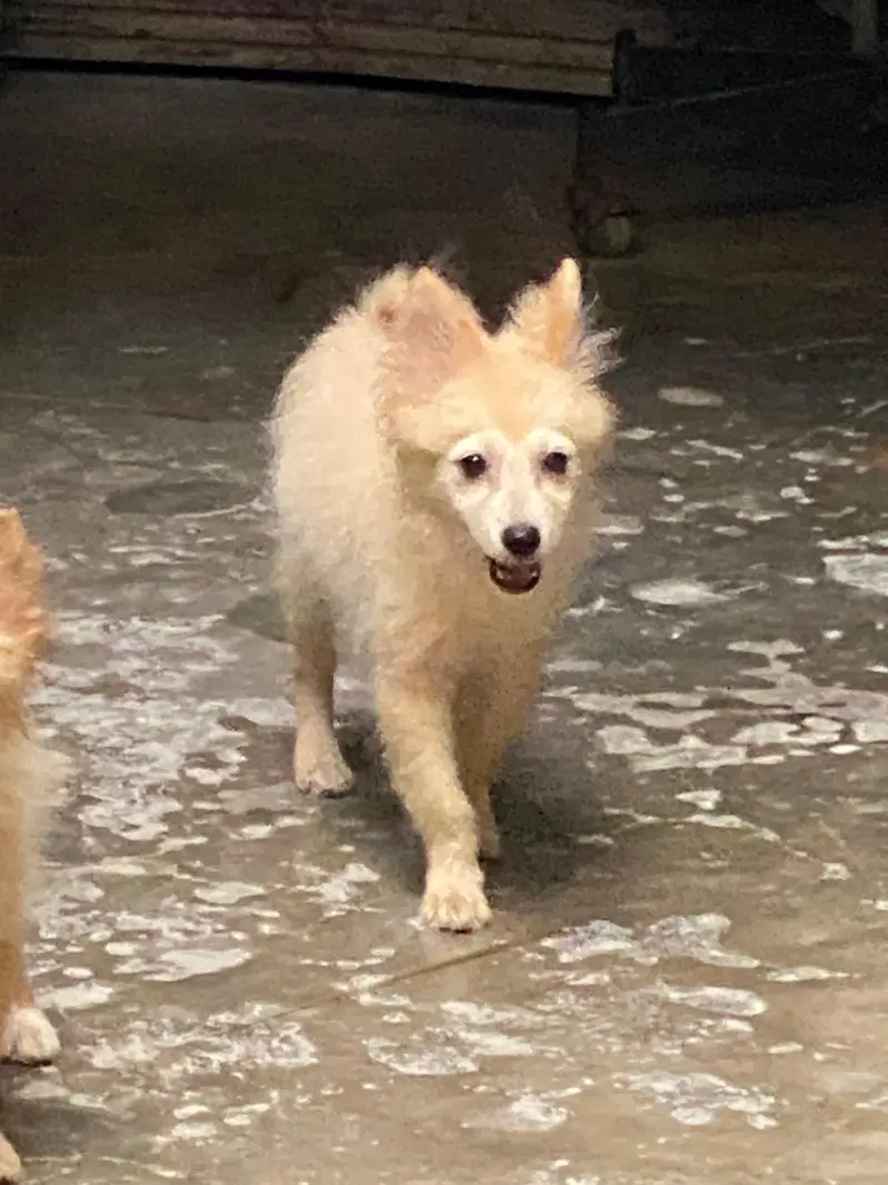Small size dogs both are males very friendly  0 size toy dog breed — photo 10
