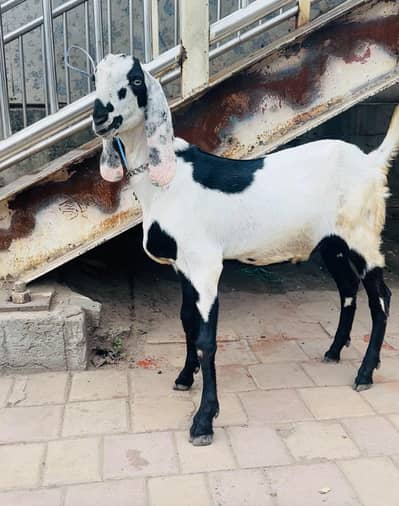 pure Rajanpuri bakra