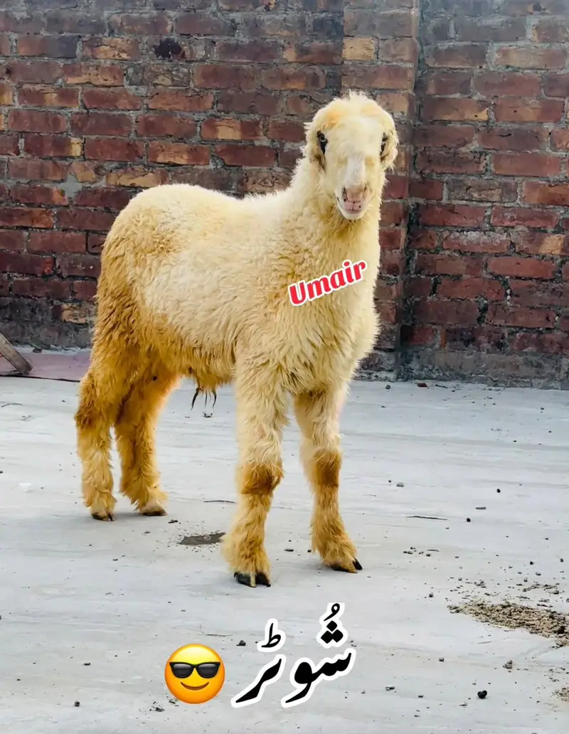 pure Rajanpuri bakra — photo 2
