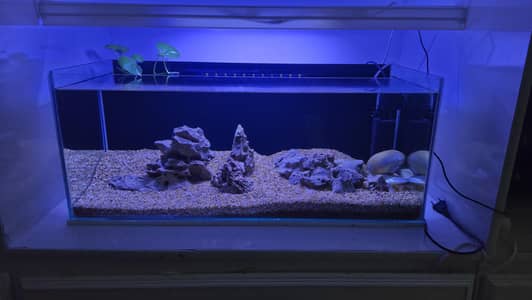 Fish Aquarium