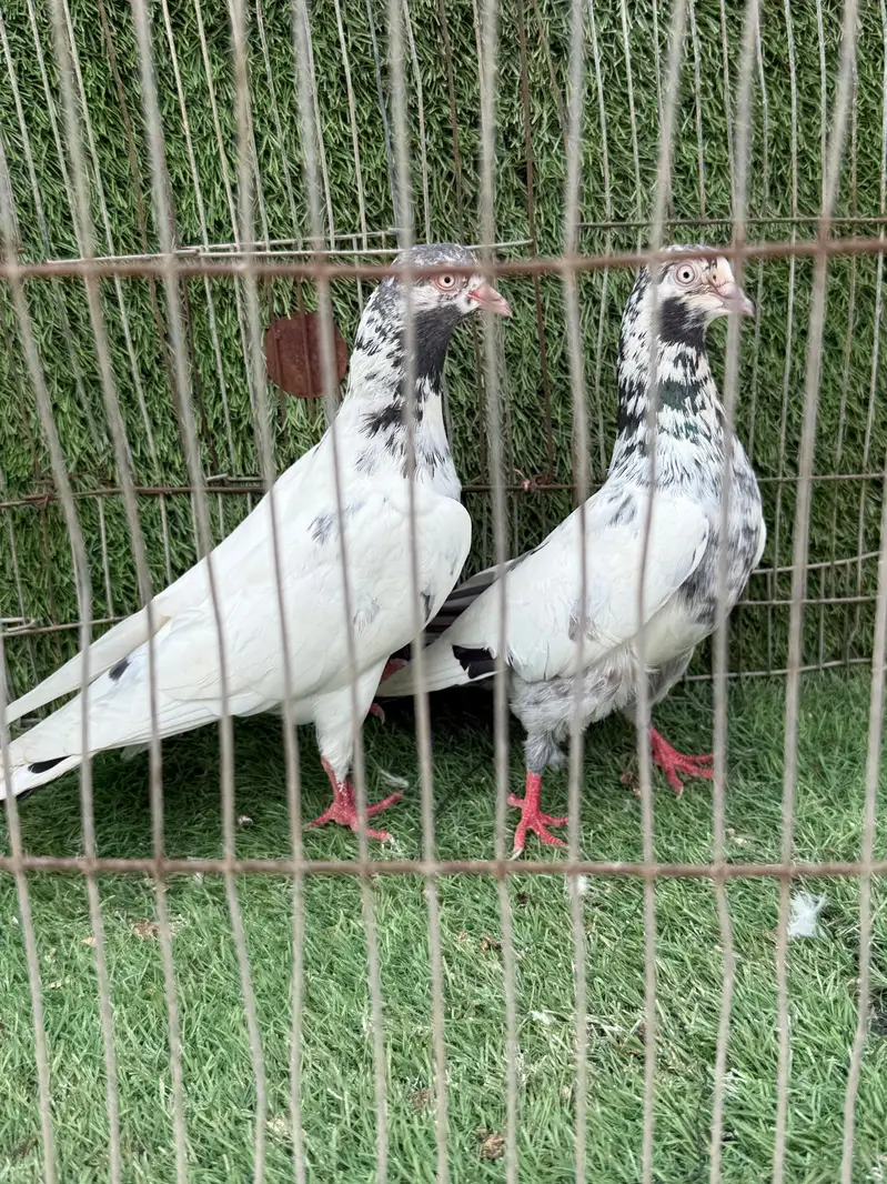 Dubai wale teddy — photo 2