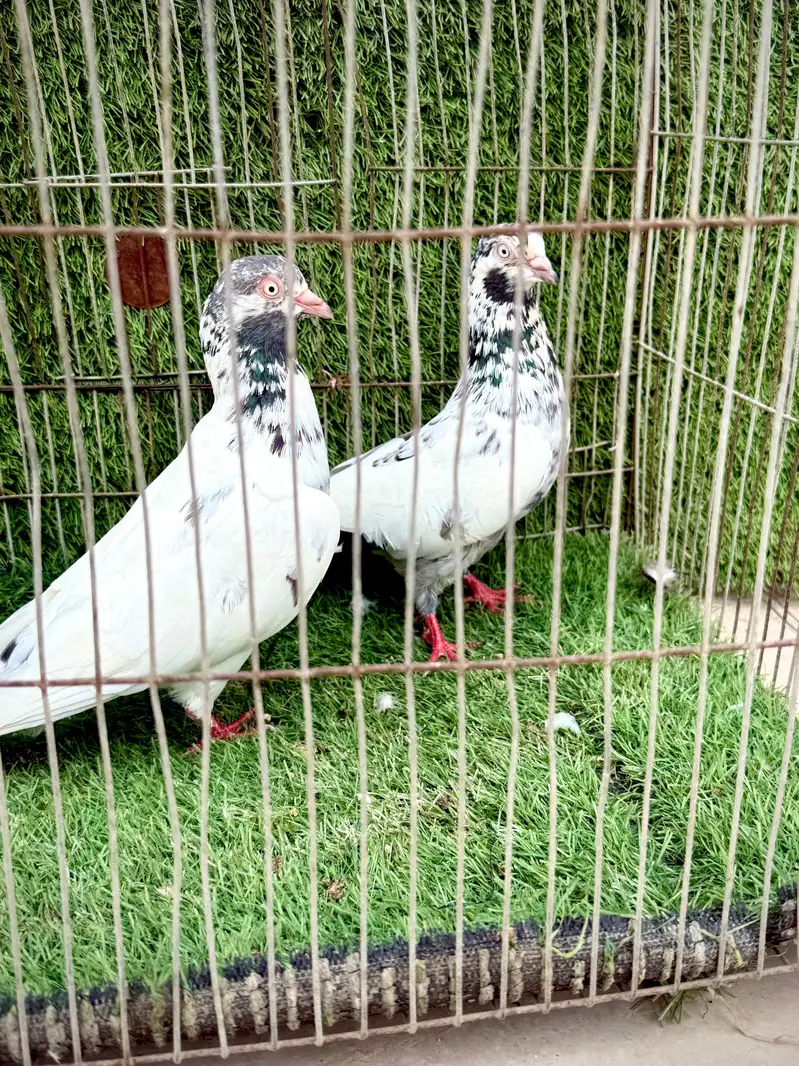 Dubai wale teddy — photo 5