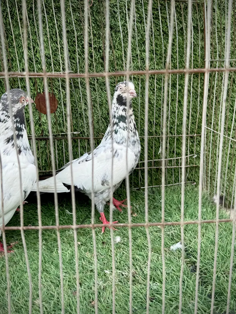 Dubai wale teddy — photo 6