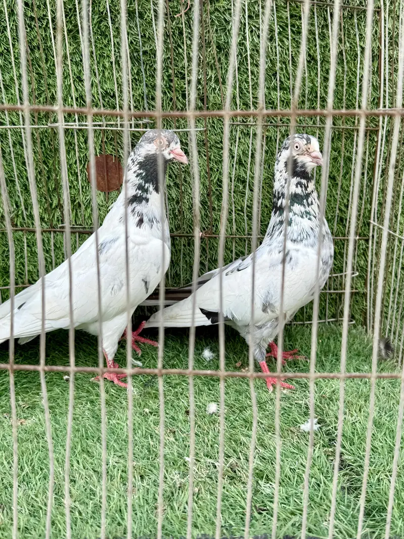 Dubai wale teddy — photo 11