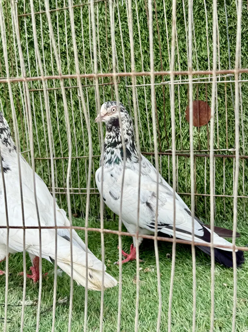 Dubai wale teddy — photo 12