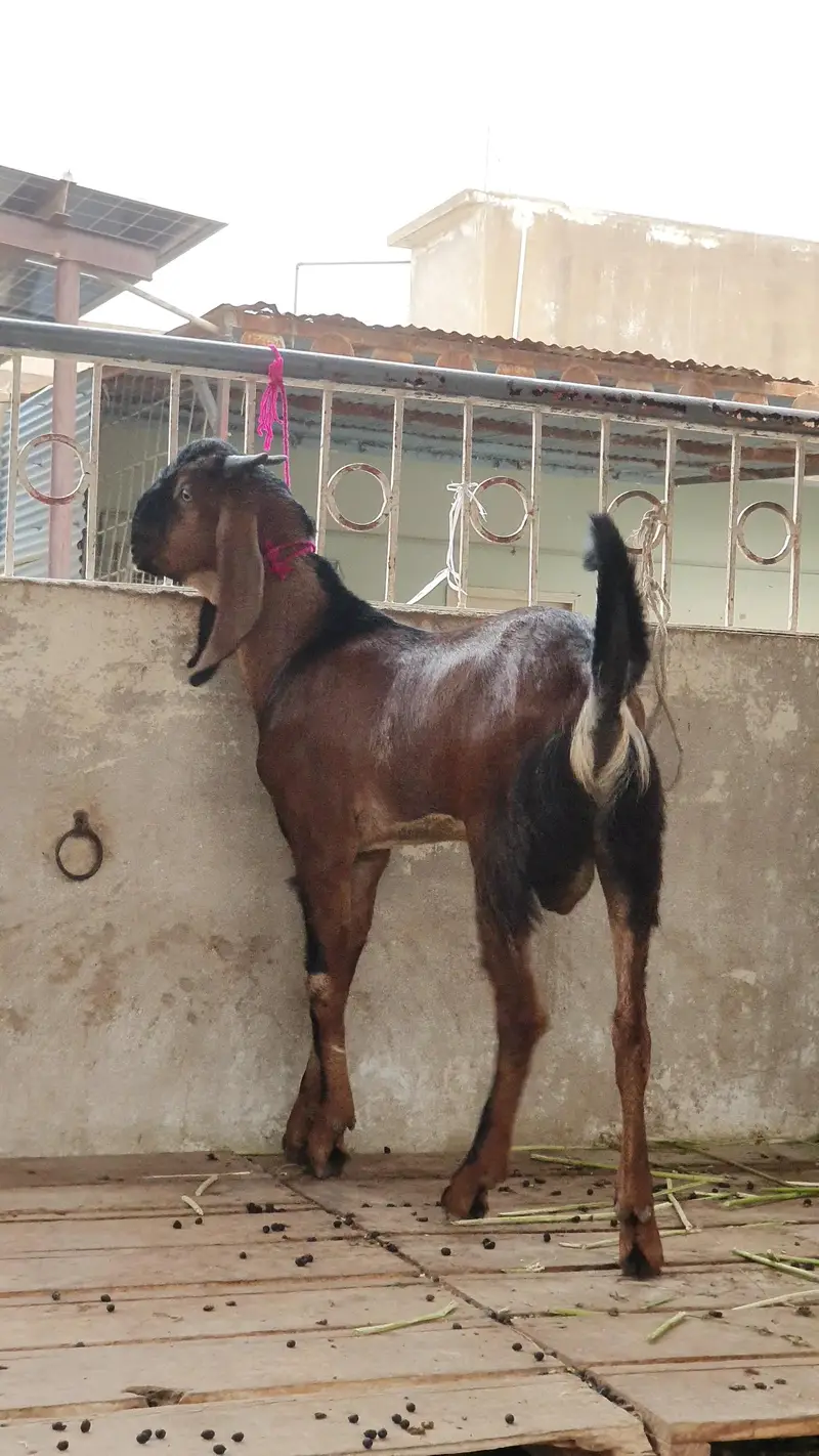 nagra beetal goat | bissar tapra | beetal kid — photo 2
