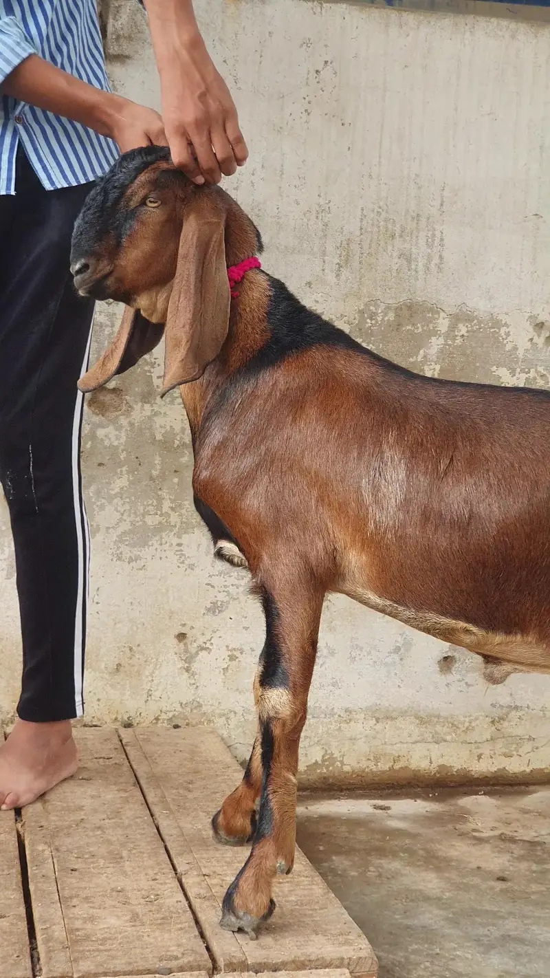 nagra beetal goat | bissar tapra | beetal kid — photo 3