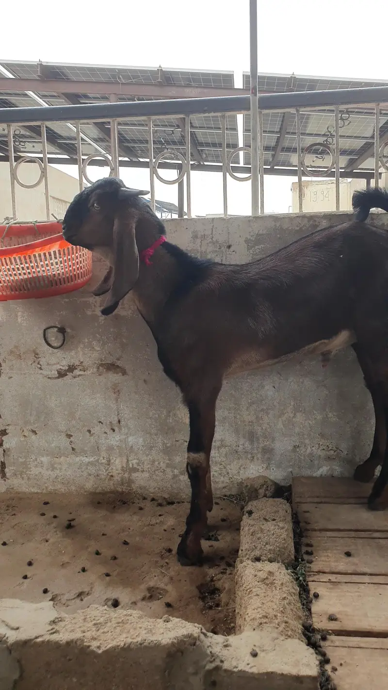 nagra beetal goat | bissar tapra | beetal kid — photo 4