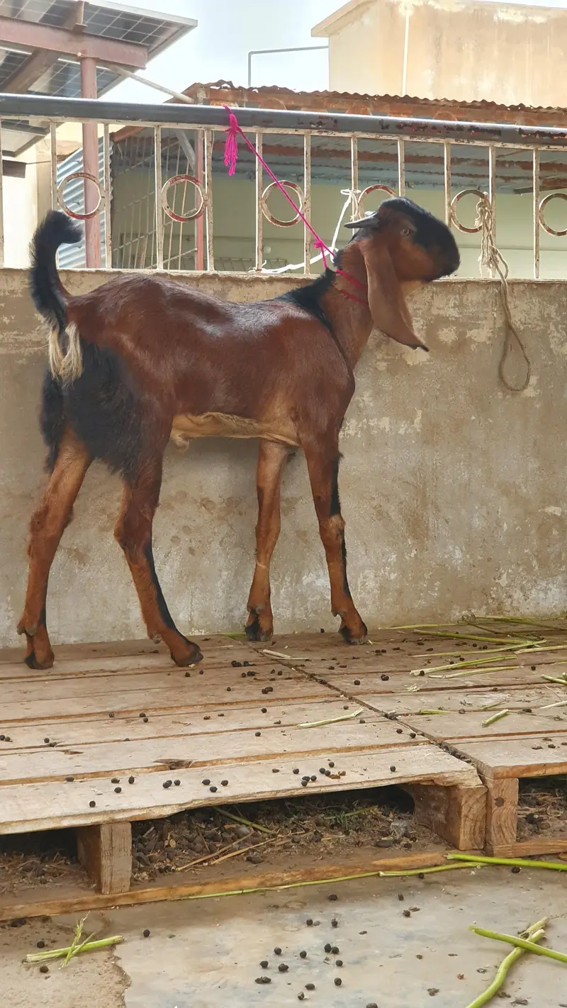 nagra beetal goat | bissar tapra | beetal kid — photo 6