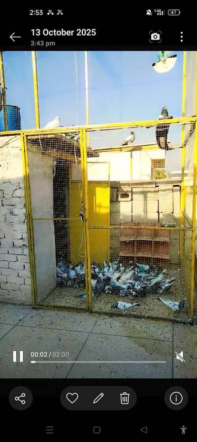 pigeon cage for sale