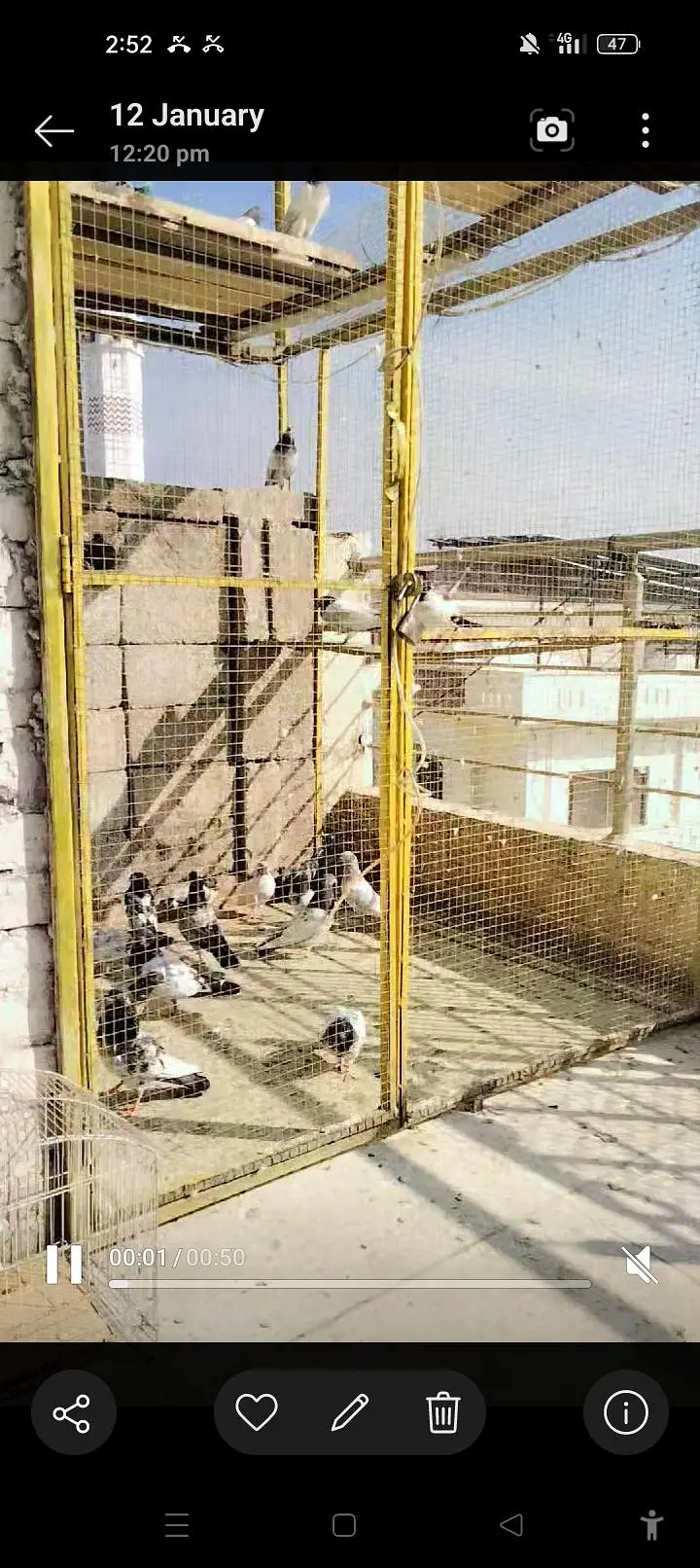 pigeon cage for sale — photo 2