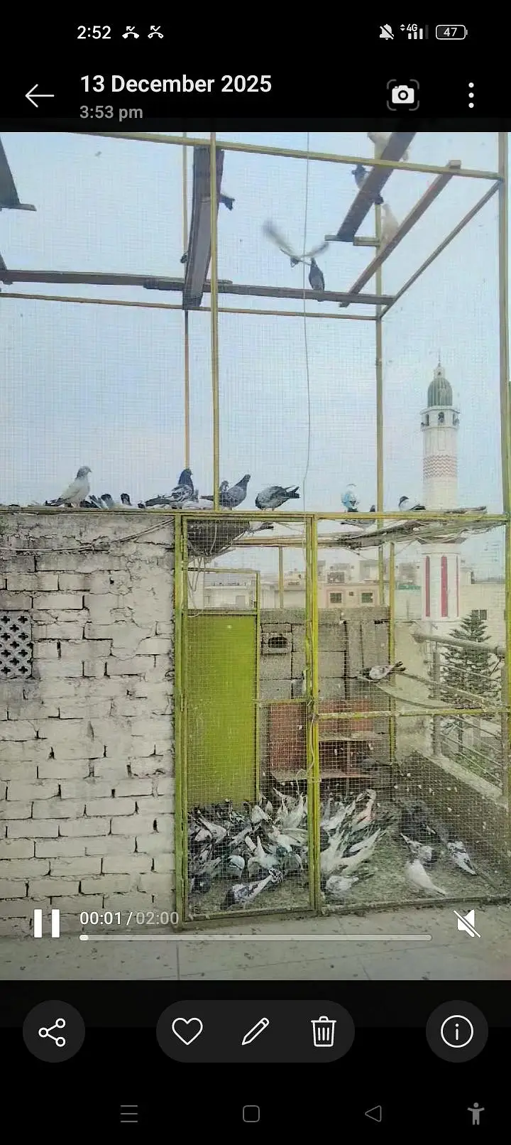 pigeon cage for sale — photo 3