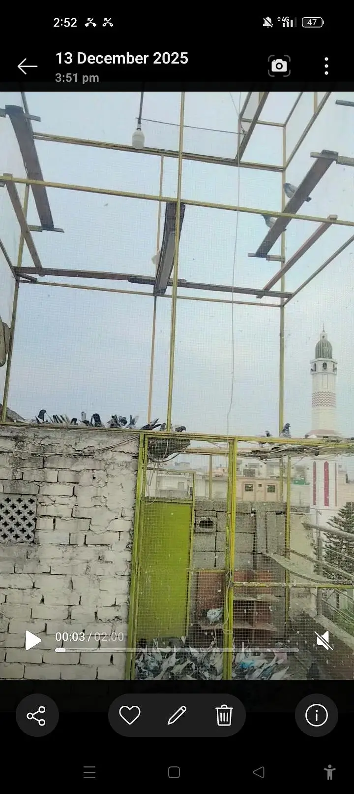 pigeon cage for sale — photo 4
