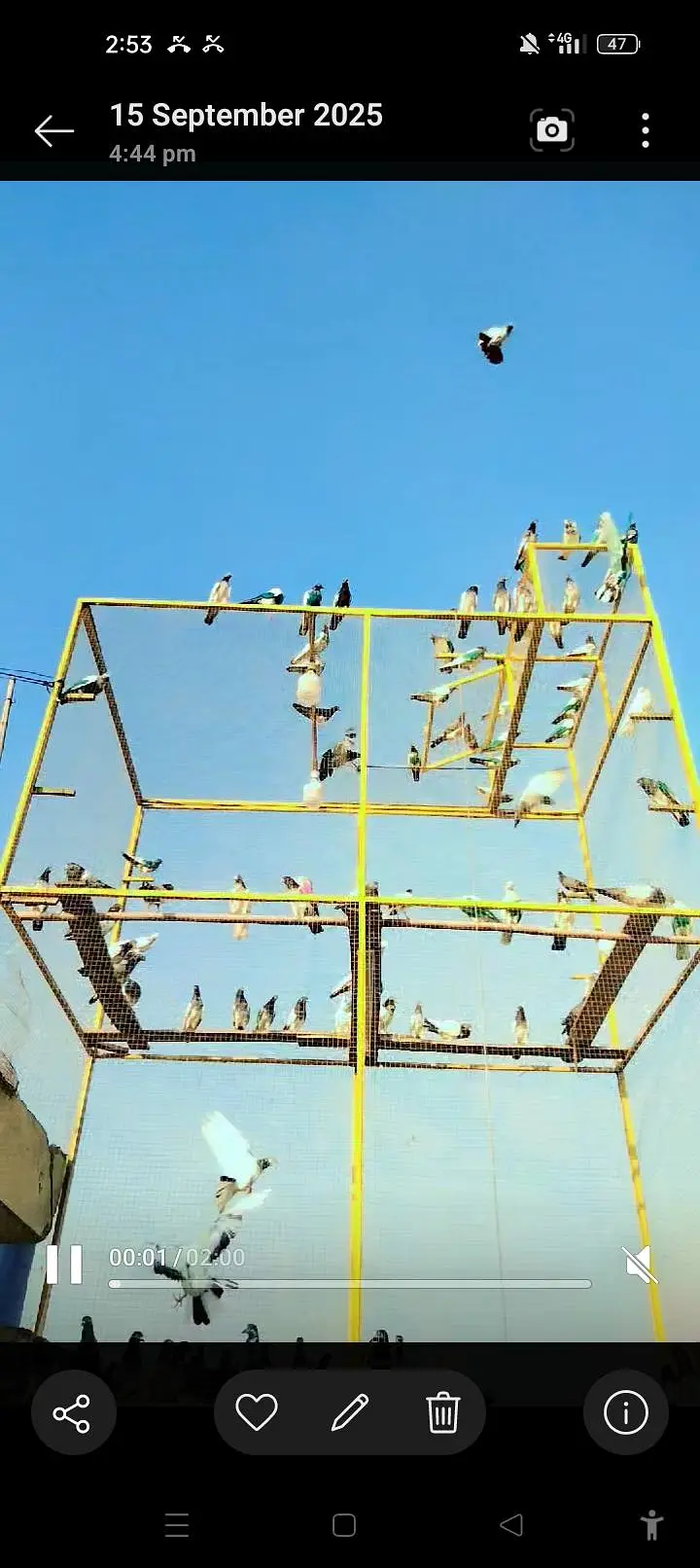 pigeon cage for sale — photo 5
