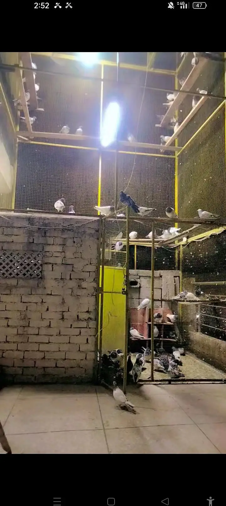 pigeon cage for sale — photo 6